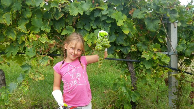 Da settembre torna Cantine Aperte in Vendemmia: gli appuntamenti in tutta Italia di Movimento Turismo del Vino