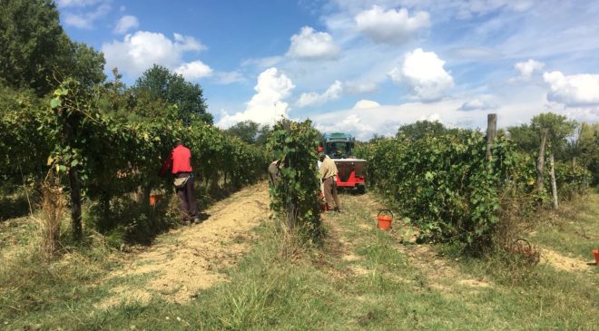 Vernaccia di San Gimignano: è tempo di vendemmia Vernaccia di San Gimignano: è tempo di vendemmia