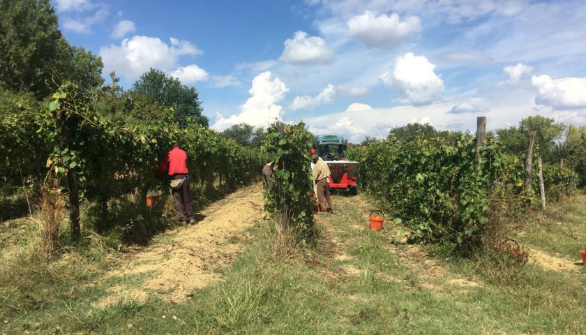 Vernaccia di San Gimignano: è tempo di vendemmia