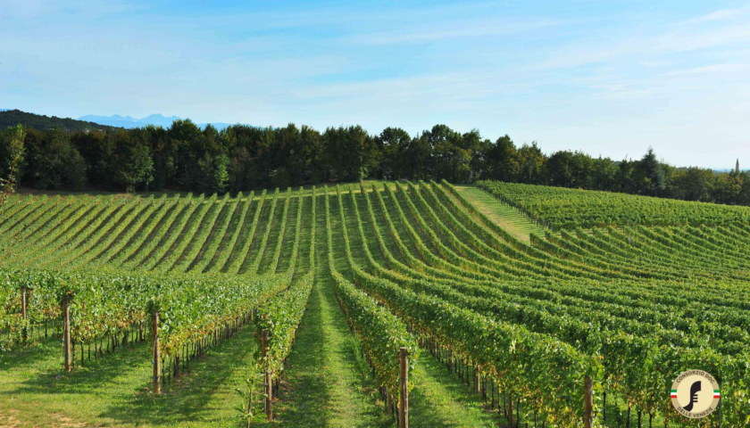 A Venezia il primo Summit sul Pinot Grigio