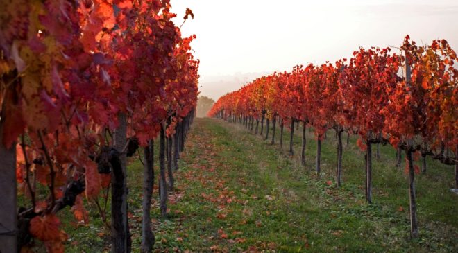 Il 10 novembre Cantine Aperte a San Marino: il kilometroZERO è servito