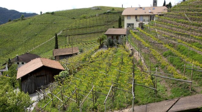 Vignaioli di montagna: tra vino e cinema spazio anche alla gastronomia Vignaioli di montagna: tra vino e cinema spazio anche alla gastronomia