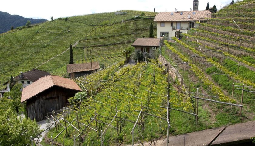 Vignaioli di montagna: tra vino e cinema spazio anche alla gastronomia