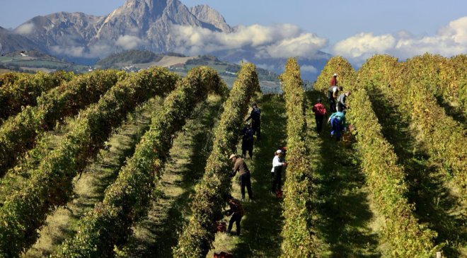 L'Abruzzo si racconta attraverso i suoi vini