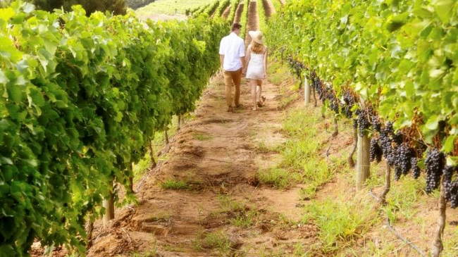 Un 2020 all’insegna dell’enoturismo: il calendario di Movimento Turismo del Vino Un 2020 all’insegna dell’enoturismo: il calendario di Movimento Turismo del Vino