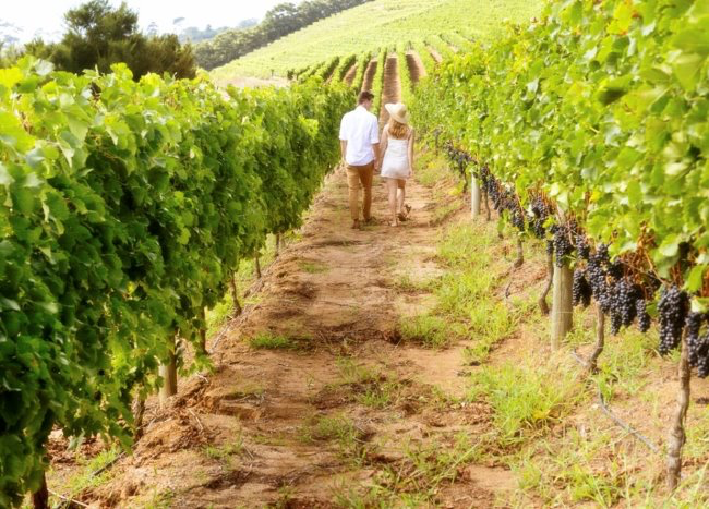 Un 2020 all’insegna dell’enoturismo: il calendario di Movimento Turismo del Vino