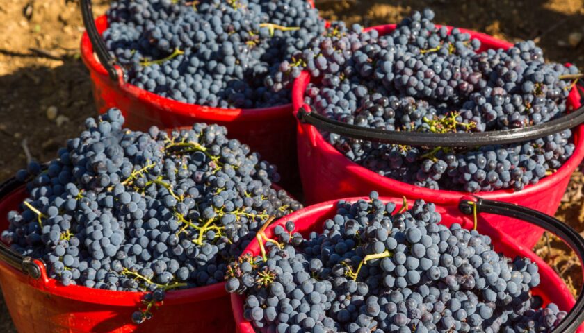 Benvenuto Brunello 2020 dal 21 al 24 febbraio verrà presentata l'annata 2015