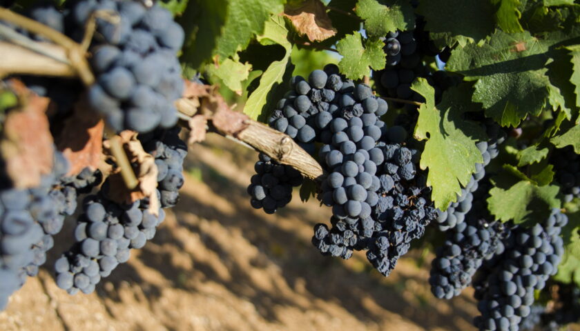 Primitivo di Manduria: stop alla crescita dei vigneti per 3 anni