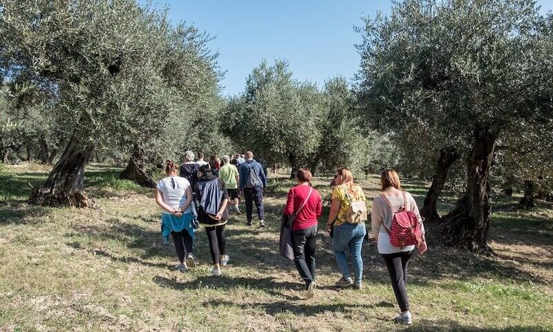 84 Città dell’Olio insieme per scoprire i paesaggi olivetati e l’olio nuovo