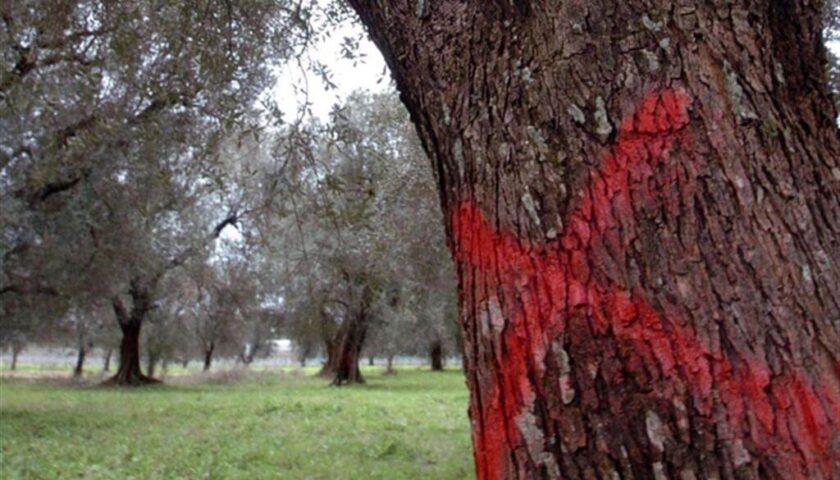 Primi uliveti resistenti alla Xylella inizia la raccolta delle olive