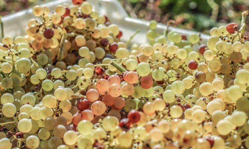 Vendemmia 2021: un’ottima annata per il Soave