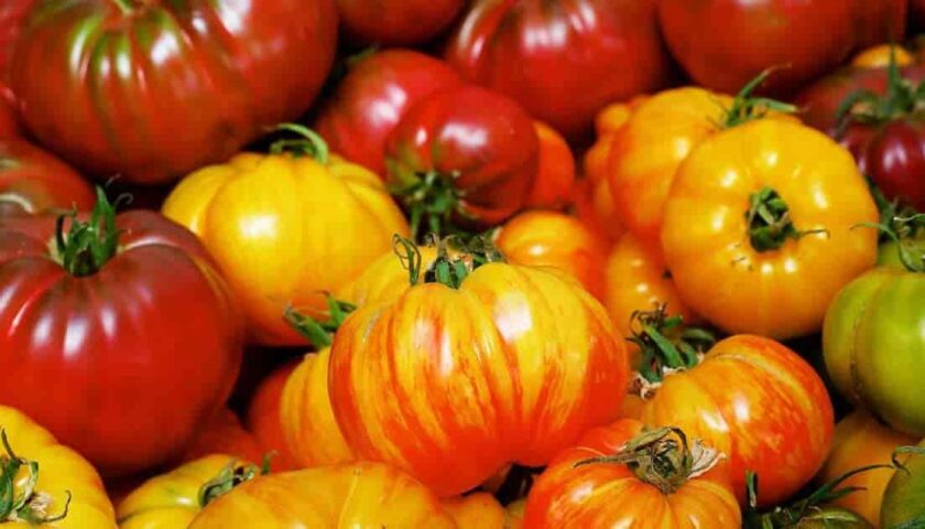 L’industria del pomodoro in crisi nera