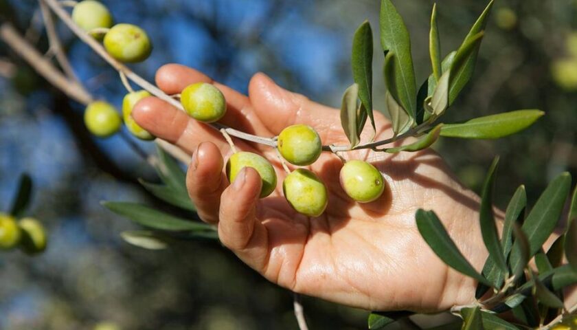 La tracciabilità isotopica dell’olio Umbro presentata a TUTTOFOOD 2021