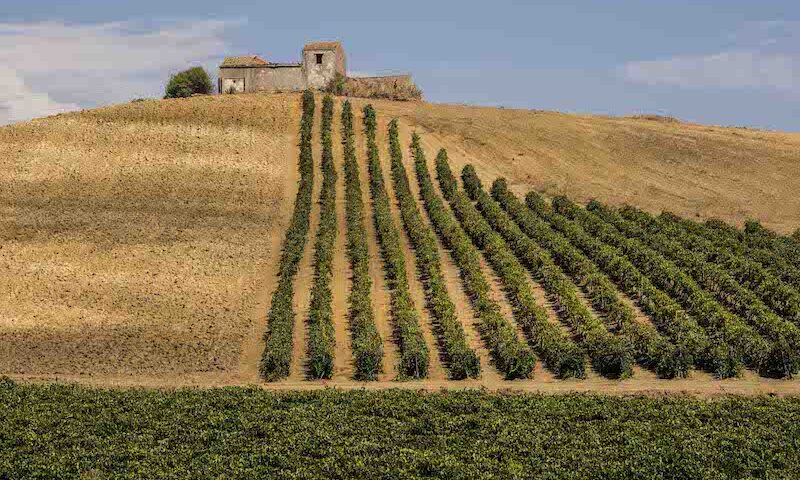 Il Consorzio Vini DOC Sicilia e Fondazione SOStain  a favore della tutela del territorio