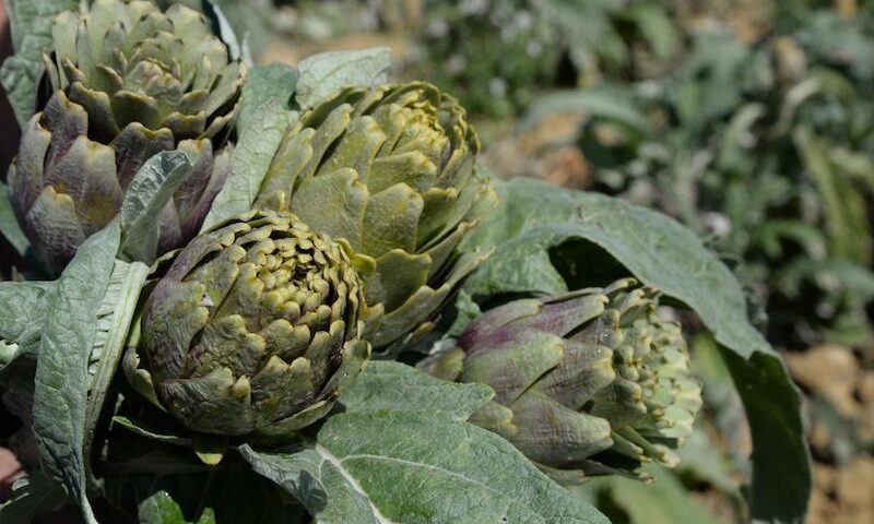In Sicilia nasce un nuovo Presidio Slow Food: il carciofo di Niscemi