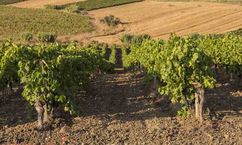 A Vinitaly 2022 grande successo per il Consorzio Vini DOC Sicilia