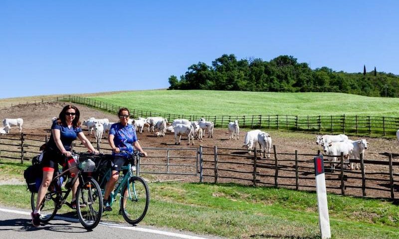 Chianina protagonista a Bettolle 