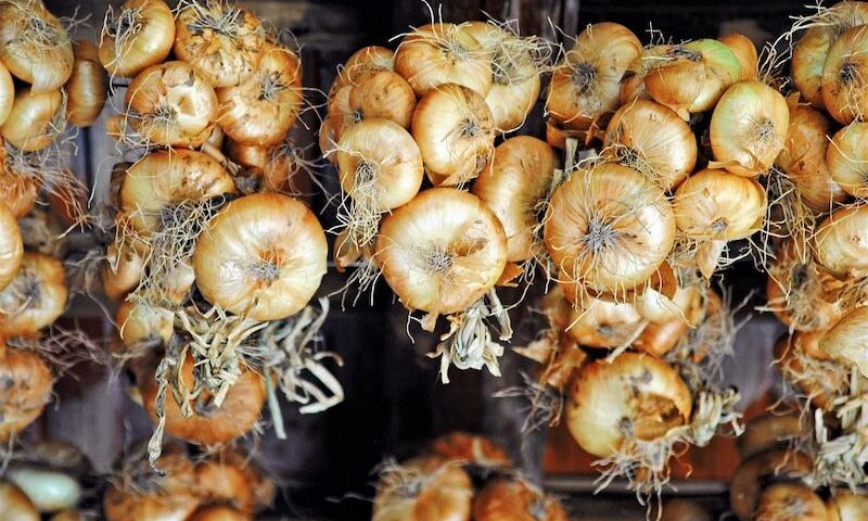 Una cipolla dolce e digeribile diventa Presidio Slow Food