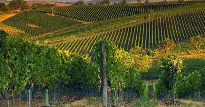 Al via il nuovo progetto della cantina vignaioli del Morellino di Scansano