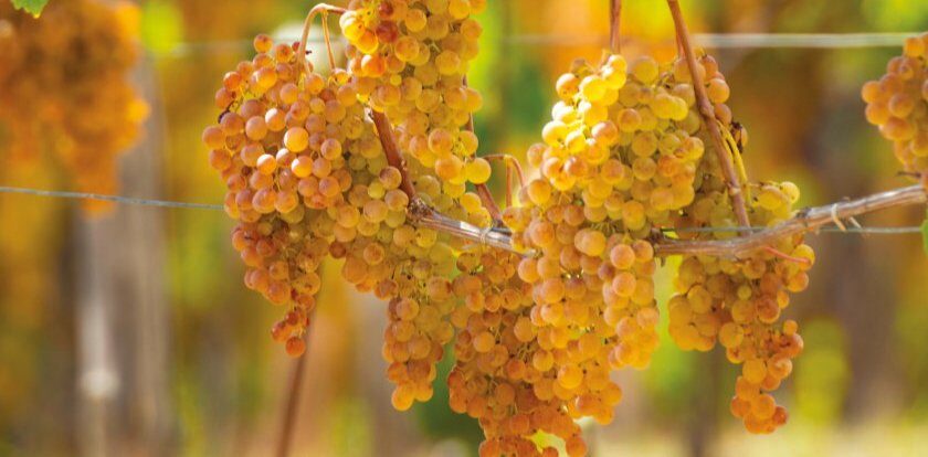 Gavi Fornaci 2019 di Michele Chiarlo