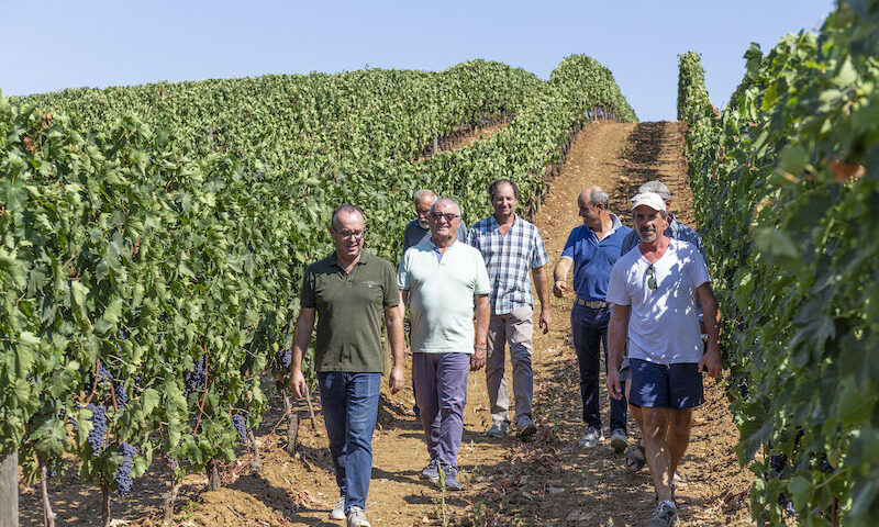 Cantina Vignaioli del Morellino di Scansano presenta il suo primo bilancio di sostenibilità