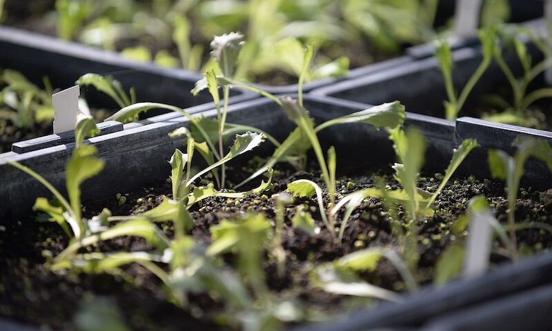 A Torino prima edizione di ColtivaTO il Festival dell’Agricoltura