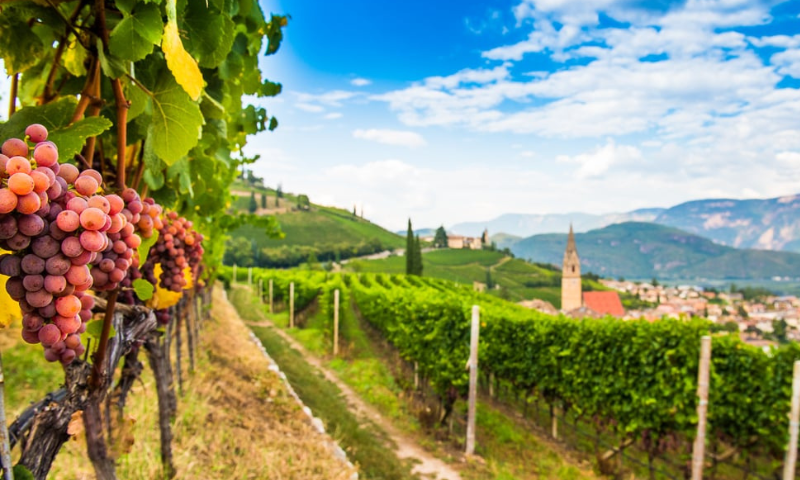 Splendidi itinerari enologici nell’Alto Adige