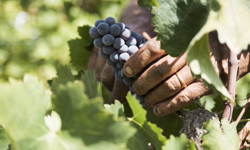 Previsioni di Vendemmia 2023 del Consorzio di Tutela Vini DOC Cirò e Melissa