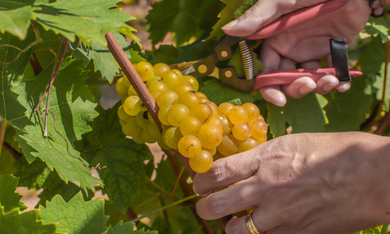 L’Asti Docg apre la vendemmia 2023