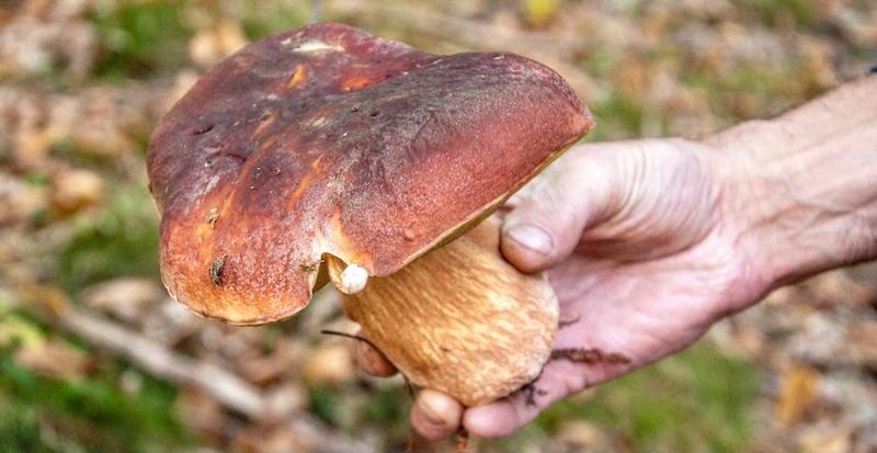 26^ edizione della Fiera Nazionale del Fungo Porcino di Albareto