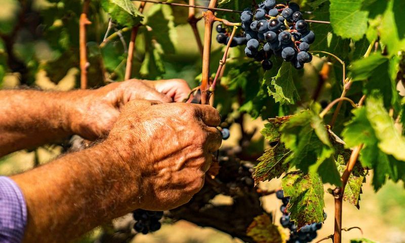 Al via la vendemmia 2023 del Consorzio Tutela Vini DOC Sicilia