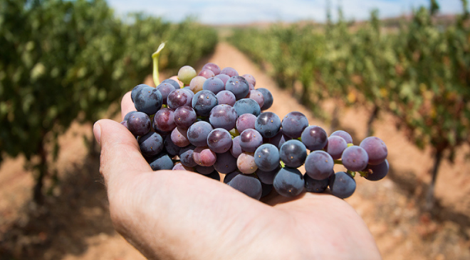 Torna Cantine Aperte in Vendemmia