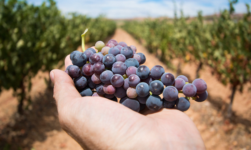 Torna Cantine Aperte in Vendemmia