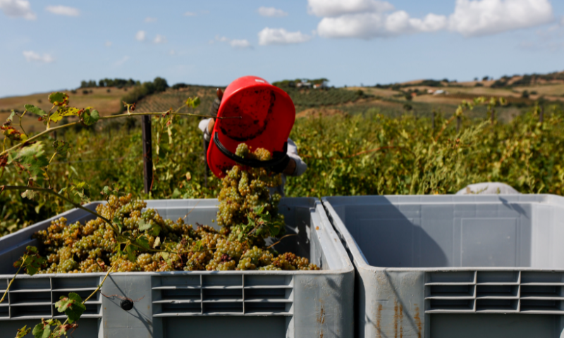 Al via la vendemmia in Maremma Toscana