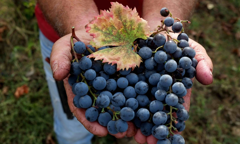 Inizio della vendemmia per DOC e DOCG di Montecucco