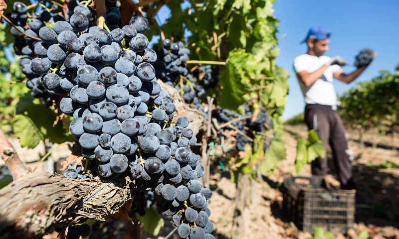 Vini bianchi dal profilo aromatico complesso e rossi con grande identità, Assovini Sicilia