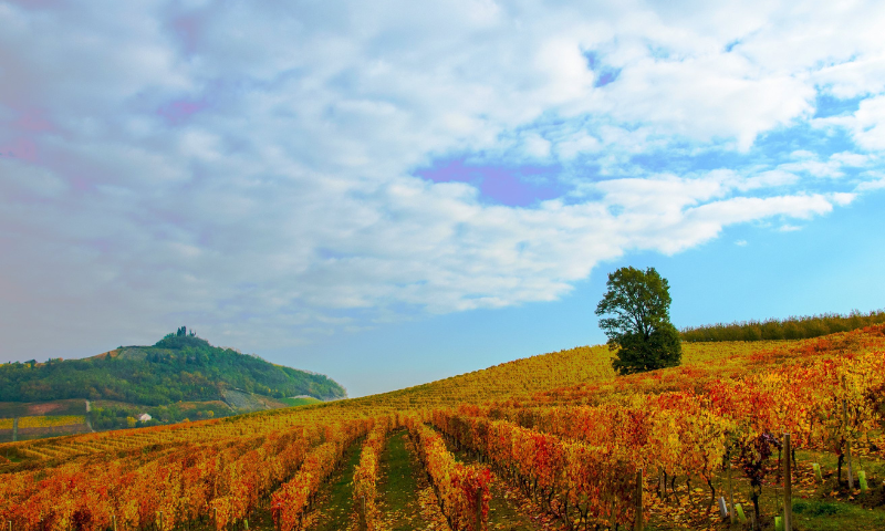 Seminario sulla carne di Fassone piemontese e sull’olio extravergine di oliva del Monferrato
