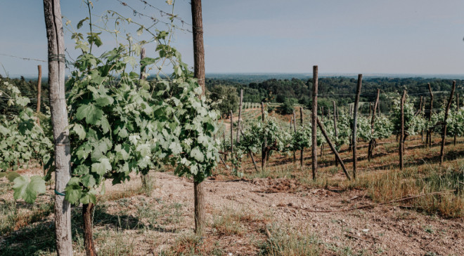 Taste Alto Piemonte: il grande ritorno della rassegna enologica dall’ 11 al 13 maggio 2024 Taste Alto Piemonte: il grande ritorno della rassegna enologica dall’ 11 al 13 maggio 2024
