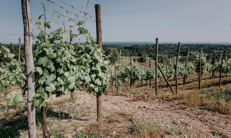 Taste Alto Piemonte: il grande ritorno della rassegna enologica dall’ 11 al 13 maggio 2024