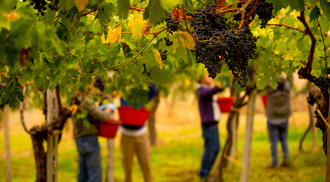 Qualità eccellente vendemmia Abruzzo