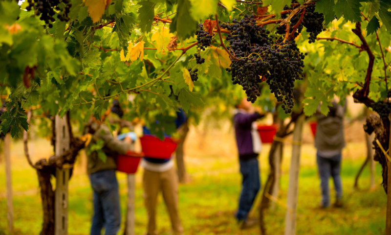 Qualità eccellente vendemmia Abruzzo
