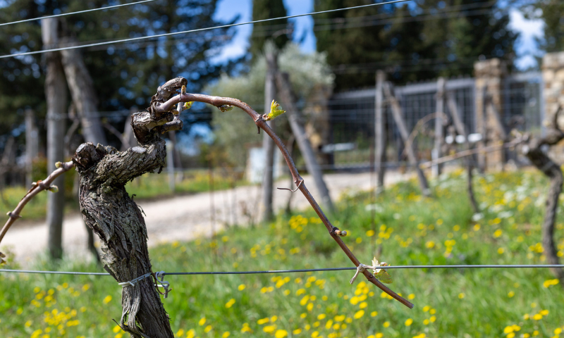 Montefili: l’anima del Chianti Classico