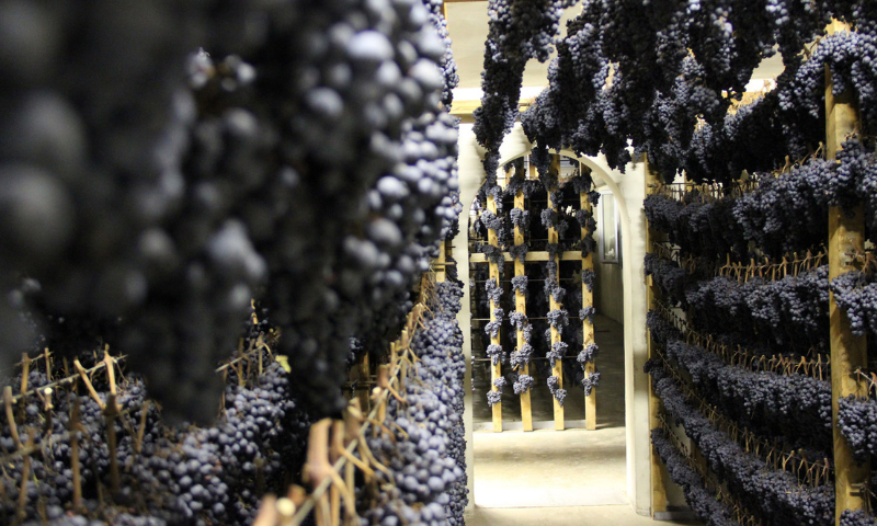 “Appassimenti Aperti”: sapori della Vernaccia Nera
