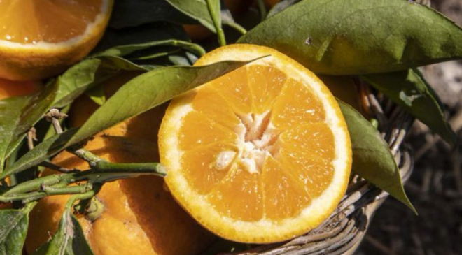 Presidiamo la Calabria progetto di Slow Food Presidiamo la Calabria progetto di Slow Food