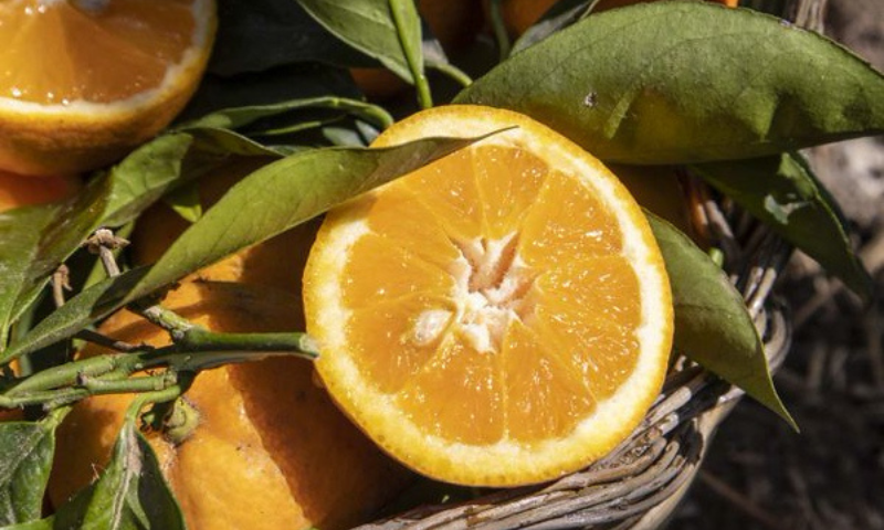Presidiamo la Calabria progetto di Slow Food