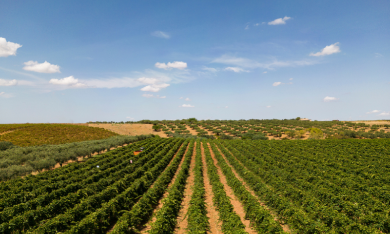 WHITE WINE IDENTITY: CANTINE SETTESOLI È CAPOFILA